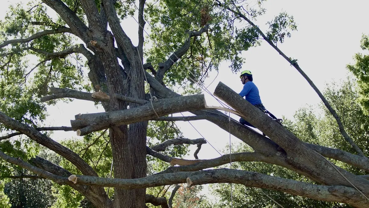 Professional Hazardous Tree Removal performed by certified arborists in Marlette