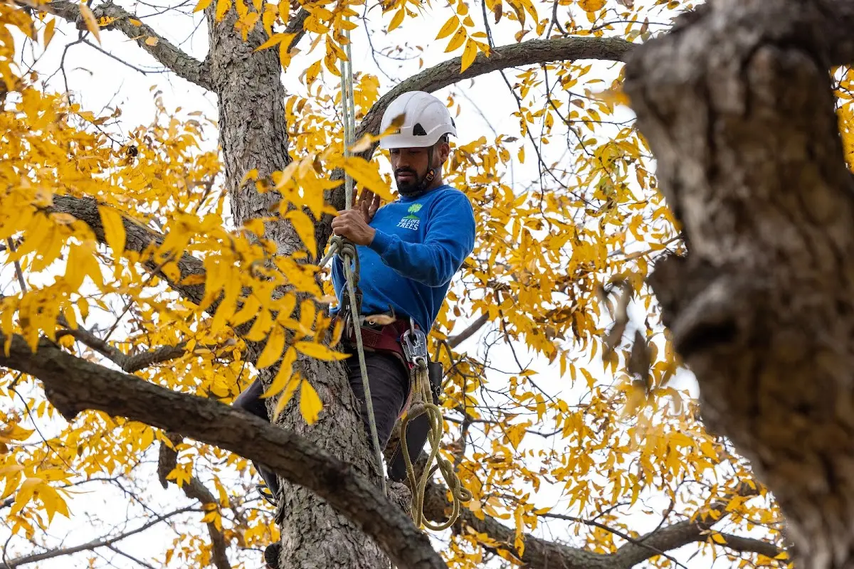 Skilled Emergency Tree Service crew working in Marlette